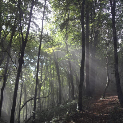 Coucher de soleil dans la forêt jurassiennne