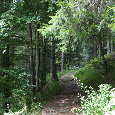 Entre forêts, lacs et chaumes